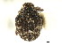  ( - CNC COLEO 00127295)  @11 [ ] CreativeCommons - Attribution (2011) CNC/CBG Photography Group Centre for Biodiversity Genomics