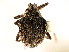  ( - CNC COLEO 00127319)  @11 [ ] CreativeCommons - Attribution (2011) CNC/CBG Photography Group Centre for Biodiversity Genomics