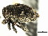  ( - CNC COLEO 00127330)  @11 [ ] CreativeCommons - Attribution (2011) CNC/CBG Photography Group Centre for Biodiversity Genomics