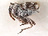  (Oxyonyx - CNC COLEO 00127337)  @11 [ ] CreativeCommons - Attribution (2011) CNC/CBG Photography Group Centre for Biodiversity Genomics