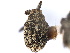  (Sirocalodes wickhami - CNC COLEO 00127344)  @11 [ ] CreativeCommons - Attribution (2011) CNC/CBG Photography Group Centre for Biodiversity Genomics