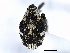  (Hadroplontus - CNC COLEO 00127354)  @14 [ ] CreativeCommons - Attribution (2011) CNC/CBG Photography Group Centre for Biodiversity Genomics