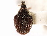  (Borisauleutes instabilis - CNC COLEO 00127386)  @11 [ ] CreativeCommons - Attribution (2011) CNC/CBG Photography Group Centre for Biodiversity Genomics