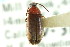  ( - CNC COLEO 00127413)  @11 [ ] CreativeCommons - Attribution (2011) CNC/CBG Photography Group Centre for Biodiversity Genomics