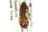  (Mycetochara bicolor - CNC COLEO 00127433)  @13 [ ] CreativeCommons - Attribution (2011) CNC/CBG Photography Group Centre for Biodiversity Genomics