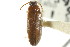  ( - CNC COLEO 00127444)  @11 [ ] CreativeCommons - Attribution (2011) CNC/CBG Photography Group Centre for Biodiversity Genomics