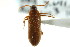  ( - CNC COLEO 00127445)  @11 [ ] CreativeCommons - Attribution (2011) CNC/CBG Photography Group Centre for Biodiversity Genomics