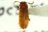  (Adelina plana - CNC COLEO 00127462)  @11 [ ] CreativeCommons - Attribution (2011) CNC/CBG Photography Group Centre for Biodiversity Genomics