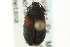 ( - CNC COLEO 00127507)  @11 [ ] CreativeCommons - Attribution (2011) CNC/CBG Photography Group Centre for Biodiversity Genomics