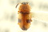  ( - CNC COLEO 00127560)  @11 [ ] CreativeCommons - Attribution (2011) CNC/CBG Photography Group Centre for Biodiversity Genomics