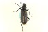  ( - CNC COLEO 00127681)  @13 [ ] CreativeCommons - Attribution (2011) CNC/CBG Photography Group Centre for Biodiversity Genomics