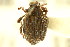  (Pelenomus ventralis - CNC COLEO 00127721)  @11 [ ] CreativeCommons - Attribution (2011) CNC/CBG Photography Group Centre for Biodiversity Genomics