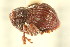  (Acallodes - CNC COLEO 00127749)  @11 [ ] CreativeCommons - Attribution (2011) CNC/CBG Photography Group Centre for Biodiversity Genomics