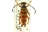  (Typocerus velutinus - CNC COLEO 00127785)  @14 [ ] CreativeCommons - Attribution (2011) CNC/CBG Photography Group Centre for Biodiversity Genomics