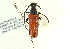  (Stictoleptura canadensis arizonensis - CNC COLEO 00127813)  @13 [ ] CreativeCommons - Attribution (2011) CNC/CBG Photography Group Centre for Biodiversity Genomics