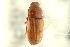  ( - CNC COLEO 00127839)  @11 [ ] CreativeCommons - Attribution (2011) CNC/CBG Photography Group Centre for Biodiversity Genomics