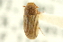  ( - CNC COLEO 00127840)  @11 [ ] CreativeCommons - Attribution (2011) CNC/CBG Photography Group Centre for Biodiversity Genomics