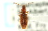  (Cryptamorpha - CNC COLEO 00127913)  @13 [ ] CreativeCommons - Attribution (2011) CNC/CBG Photography Group Centre for Biodiversity Genomics