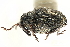  ( - CNC COLEO 00127944)  @11 [ ] CreativeCommons - Attribution (2011) CNC/CBG Photography Group Centre for Biodiversity Genomics