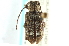  ( - CNC COLEO 00128039)  @11 [ ] CreativeCommons - Attribution (2011) CNC/CBG Photography Group Centre for Biodiversity Genomics