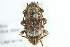  ( - CNC COLEO 00128040)  @11 [ ] CreativeCommons - Attribution (2011) CNC/CBG Photography Group Centre for Biodiversity Genomics