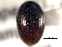  ( - CNC COLEOPT 04-7584)  @11 [ ] CreativeCommons - Attribution (2012) CNC/CBG Photography Group Centre for Biodiversity Genomics