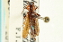  ( - CNC COLEO 00068525)  @11 [ ] CreativeCommons - Attribution (2012) CNC/CBG Photography Group Centre for Biodiversity Genomics