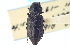  (Melanophila acuminata - CNC COLEO 00095124)  @14 [ ] CreativeCommons - Attribution (2012) CNC/CBG Photography Group Centre for Biodiversity Genomics
