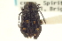  (Phaenops fulvoguttata - CNC COLEO 00099427)  @14 [ ] CreativeCommons - Attribution (2012) CNC/CBG Photography Group Centre for Biodiversity Genomics