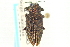  ( - CNC COLEO 00100509)  @11 [ ] CreativeCommons - Attribution (2012) CNC/CBG Photography Group Centre for Biodiversity Genomics