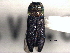  ( - CNC COLEO 00108358)  @11 [ ] CreativeCommons - Attribution (2012) CNC/CBG Photography Group Centre for Biodiversity Genomics