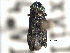  ( - CNC COLEO 00108359)  @11 [ ] CreativeCommons - Attribution (2012) CNC/CBG Photography Group Centre for Biodiversity Genomics