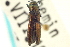  ( - CNC COLEO 00108456)  @11 [ ] CreativeCommons - Attribution (2012) CNC/CBG Photography Group Centre for Biodiversity Genomics