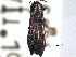  ( - CNC COLEO 00108461)  @11 [ ] CreativeCommons - Attribution (2012) CNC/CBG Photography Group Centre for Biodiversity Genomics