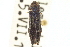  ( - CNC COLEO 00108471)  @11 [ ] CreativeCommons - Attribution (2012) CNC/CBG Photography Group Centre for Biodiversity Genomics