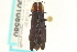  (Agrilus vittaticollis - CNC COLEO 00108580)  @14 [ ] CreativeCommons - Attribution (2012) CNC/CBG Photography Group Centre for Biodiversity Genomics