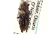  ( - CNC COLEO 00108657)  @14 [ ] CreativeCommons - Attribution (2012) CNC/CBG Photography Group Centre for Biodiversity Genomics