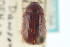  ( - CNC COLEO 00109151)  @11 [ ] CreativeCommons - Attribution (2012) CNC/CBG Photography Group Centre for Biodiversity Genomics