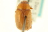  ( - CNC COLEO 00137423)  @11 [ ] CreativeCommons - Attribution (2012) CNC/CBG Photography Group Centre for Biodiversity Genomics