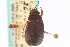  ( - CNC COLEO 00137675)  @11 [ ] CreativeCommons - Attribution (2012) CNC/CBG Photography Group Centre for Biodiversity Genomics