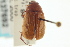  ( - CNC COLEO 00137692)  @11 [ ] CreativeCommons - Attribution (2012) CNC/CBG Photography Group Centre for Biodiversity Genomics