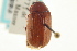  ( - CNC COLEO 00137693)  @11 [ ] CreativeCommons - Attribution (2012) CNC/CBG Photography Group Centre for Biodiversity Genomics