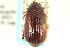  ( - CNC COLEO 00137799)  @11 [ ] CreativeCommons - Attribution (2012) CNC/CBG Photography Group Centre for Biodiversity Genomics