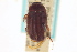  ( - CNC COLEO 00137806)  @11 [ ] CreativeCommons - Attribution (2012) CNC/CBG Photography Group Centre for Biodiversity Genomics