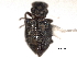  (Hydrochus brevitarsis - CNC COLEO 00150533)  @13 [ ] CreativeCommons - Attribution (2012) CNC/CBG Photography Group Centre for Biodiversity Genomics