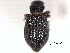  (Hydrochus currani - CNC COLEO 00150536)  @13 [ ] CreativeCommons - Attribution (2012) CNC/CBG Photography Group Centre for Biodiversity Genomics