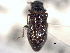  ( - CNC COLEO 00150543)  @11 [ ] CreativeCommons - Attribution (2012) CNC/CBG Photography Group Centre for Biodiversity Genomics
