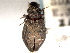  (Hydrochus scabratus - CNC COLEO 00150552)  @13 [ ] CreativeCommons - Attribution (2012) CNC/CBG Photography Group Centre for Biodiversity Genomics