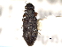  (Hydrochus squamifer - CNC COLEO 00150555)  @11 [ ] CreativeCommons - Attribution (2012) CNC/CBG Photography Group Centre for Biodiversity Genomics