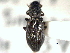  ( - CNC COLEO 00150556)  @11 [ ] CreativeCommons - Attribution (2012) CNC/CBG Photography Group Centre for Biodiversity Genomics